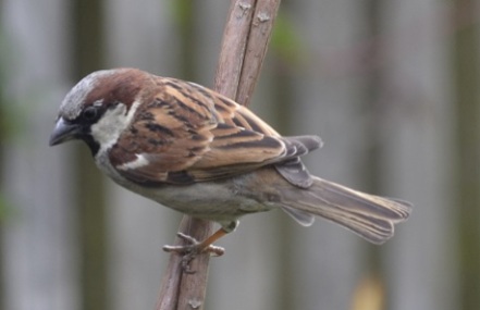 sparrow cane