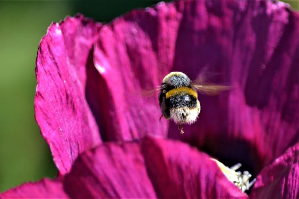 Bee poppy